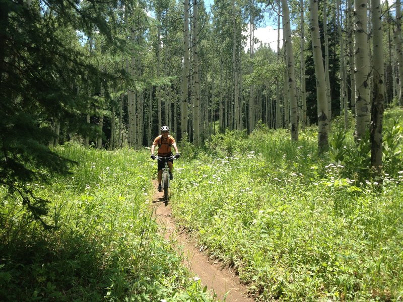 Amazing aspen grove descent