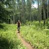 Amazing aspen grove descent