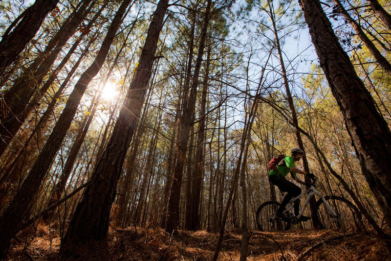 Sun filters through the dense pines on the South Loop