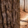 Big trees and rolling singeltrack are plentiful on the Dwelling Loop