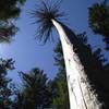 The Umpqua National Forest is full of interesting trees