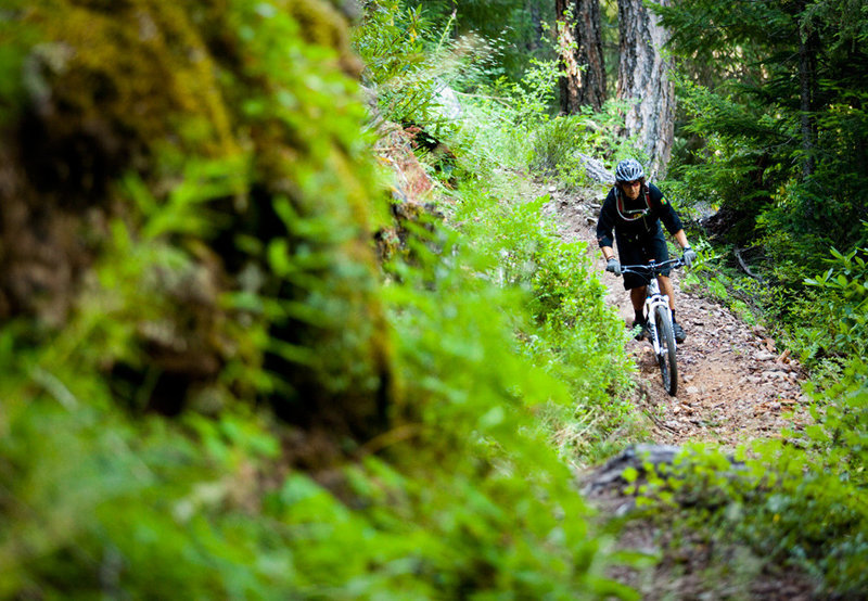 Dread and Terror is one of those most exciting sections on the Umpqua Trail with lots of tight singletrack along high cliffs