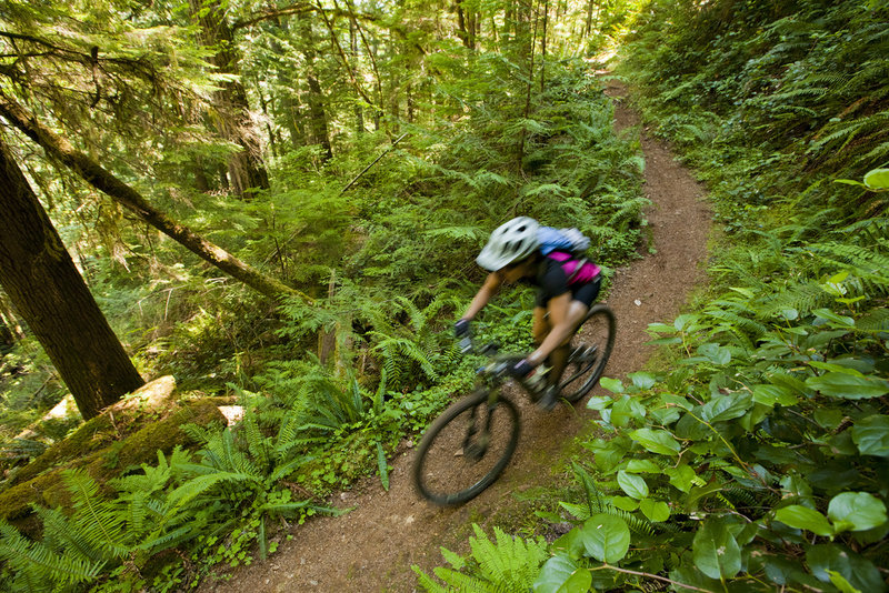 Lush ferns and sweet singletrack on the western end of the North Umpqua Trail