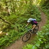 Lush ferns and sweet singletrack on the western end of the North Umpqua Trail