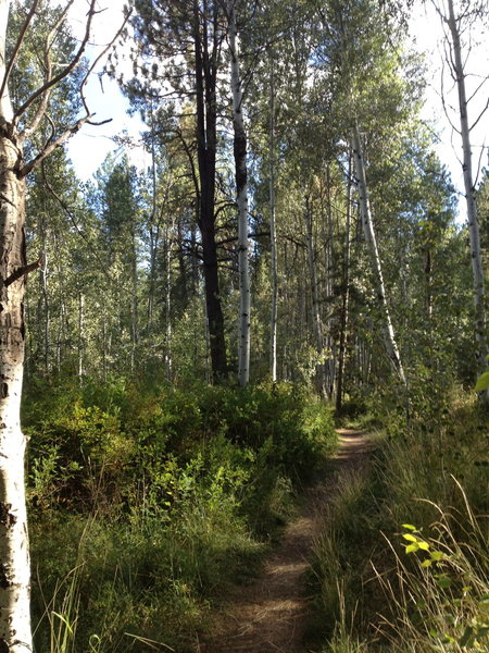 Stunning trail in Shevlin Park