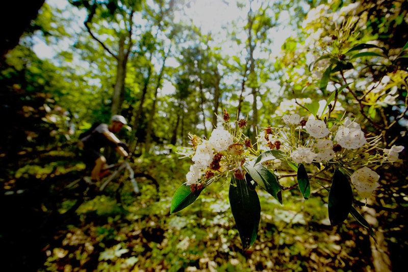 Mountain Laurel blooms on the Southern Traverse