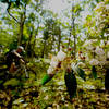 Mountain Laurel blooms on the Southern Traverse