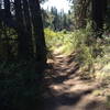 Scenic and smooth on this section of Deschutes River Trail