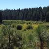 Another sweet river and forest view from the river trail.