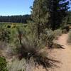 A relaxing section of the Deschutes River Trail.