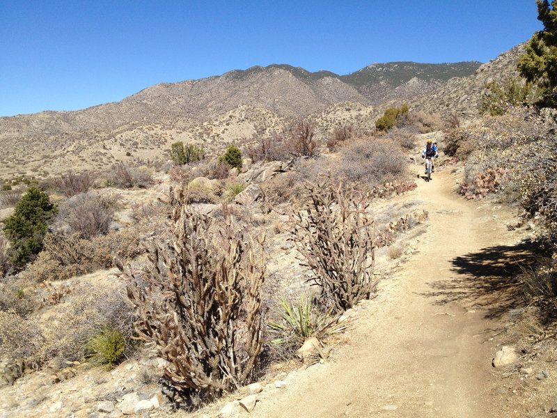 Riding through the shrubbery.