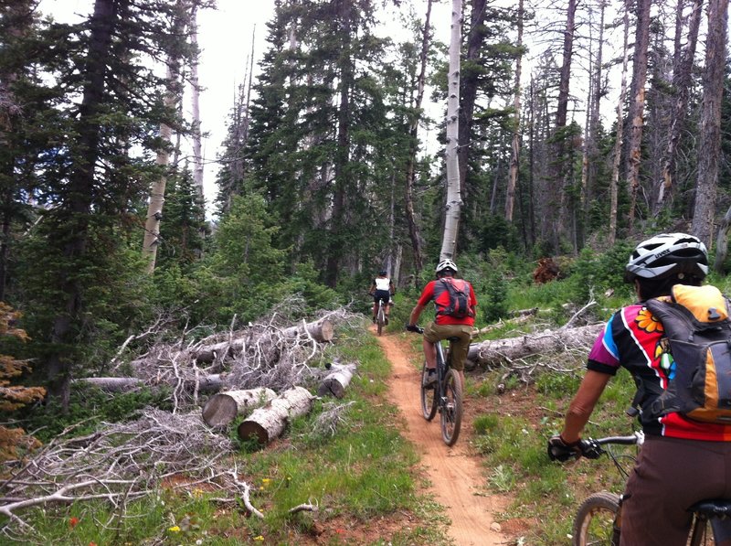 Through the many fallen trees at Navajo Lake