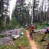 Through the many fallen trees at Navajo Lake