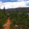 Riding through the new growth Aspens