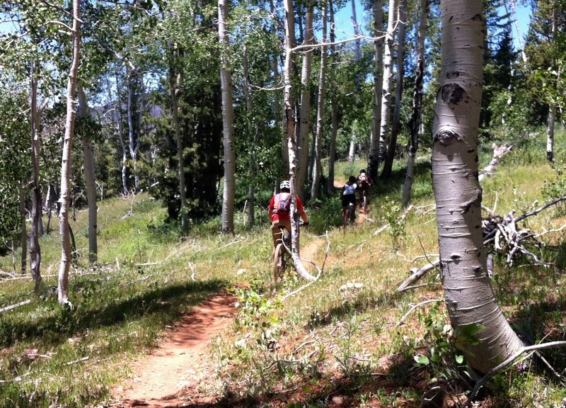 Through the Aspens and Firs on the southeast side of Navajo Lake