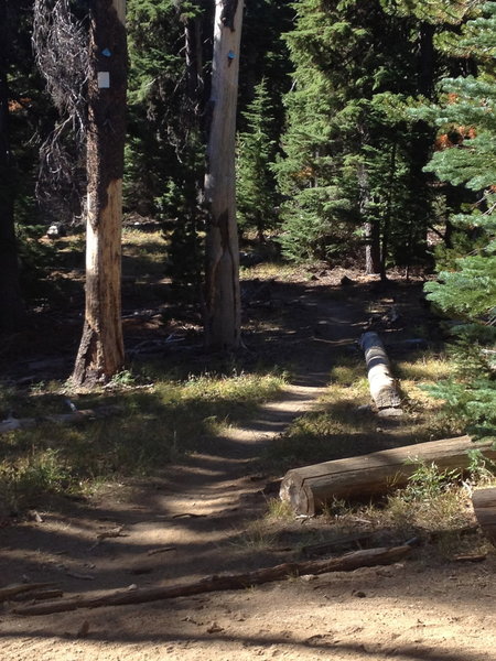 Plenty of trees and trails