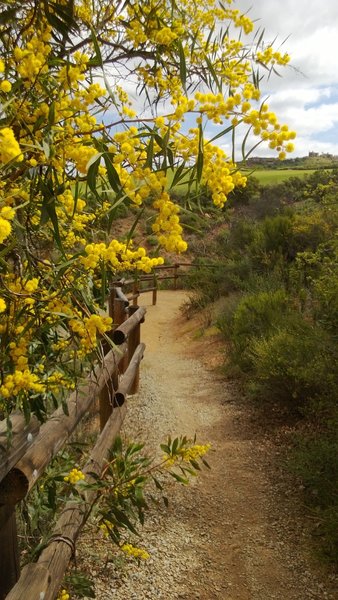 Flowers in bloom on the switchbacks of Del Dios Gorge trail.