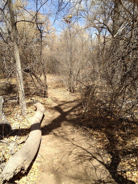 Nice singletrack through the trees