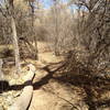 Nice singletrack through the trees