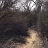 The brush is starting to squeeze in on the trail.