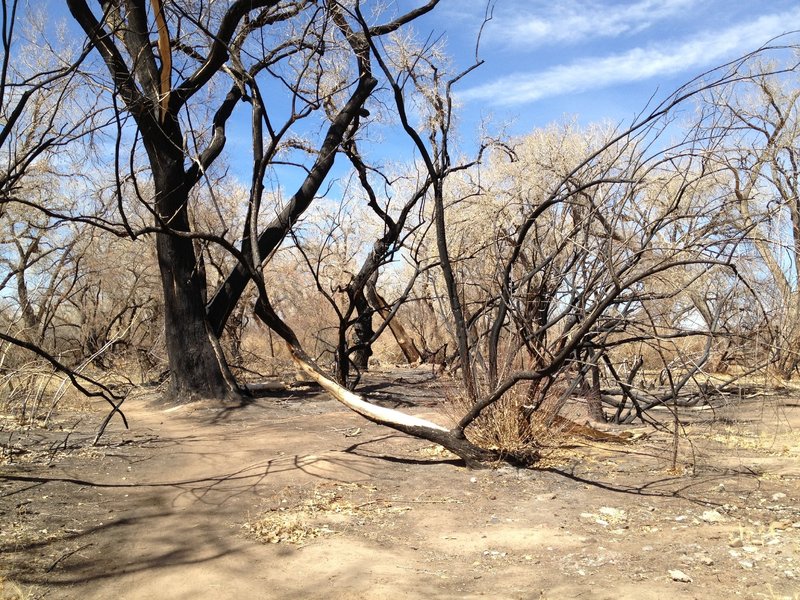 Burn remnants from a 2012 fire, luckily the wind was blowing from the west and the town of Corrales was spared. The fire actually jumped the river and burned a lot more area on the opposite shore, however the area was unpopulated.