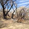 Burn remnants from a 2012 fire, luckily the wind was blowing from the west and the town of Corrales was spared. The fire actually jumped the river and burned a lot more area on the opposite shore, however the area was unpopulated.