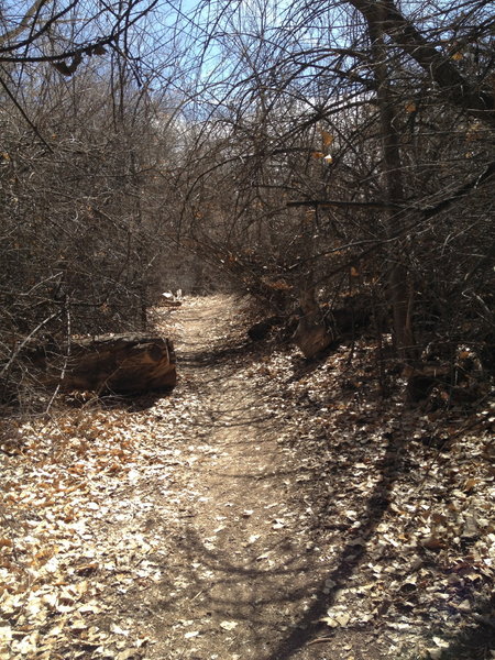 More nice singletrack with "brush walls".