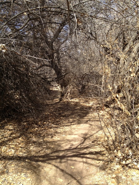 In places the brush forms a tunnel that you ride through.