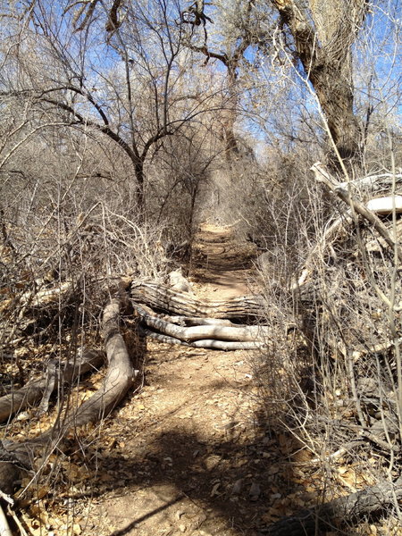 Logs across the trail