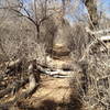 Logs across the trail