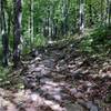 sun speckled rock garden on the Sugarbush