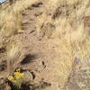 Mostly smooth trail on Horse Butte ride, except for this short section.