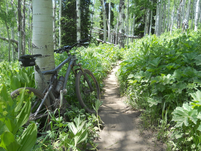 Early summer aspen run.