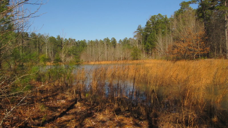 Pilcher's Pond