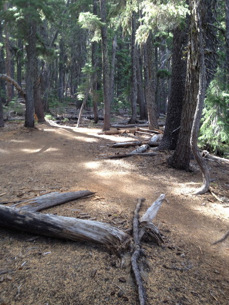 Trail along the creek