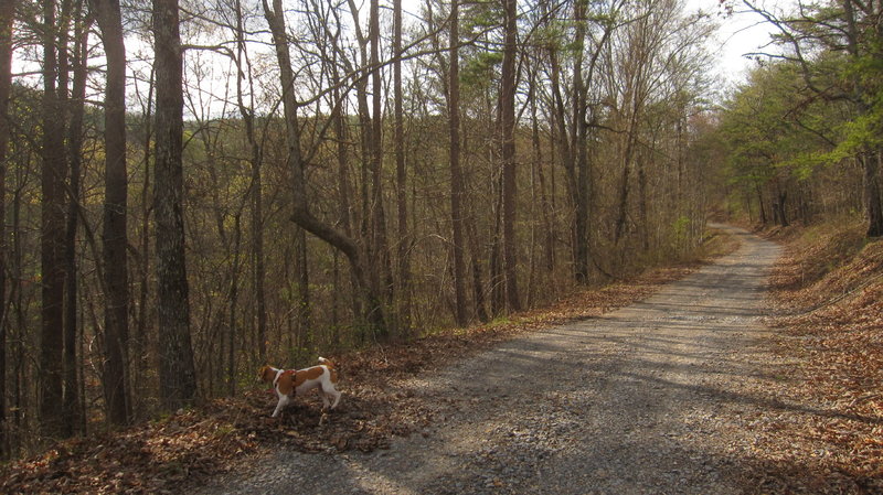 At start of climb to Middle Mountain on FS 207A.