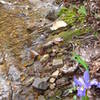 Creek crossing after descending from Hurricane Mtn.