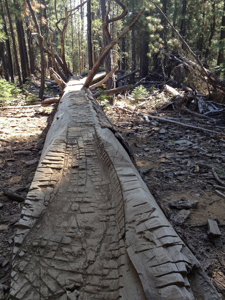 Long, intimidating log ride