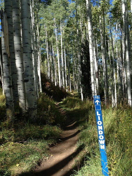 Near the beginning of the nice singletrack section of Liondown