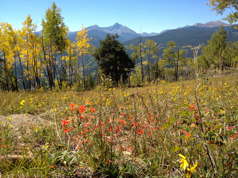 A few wildflowers left as the aspens decide it's fall.