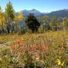 A few wildflowers left as the aspens decide it's fall.