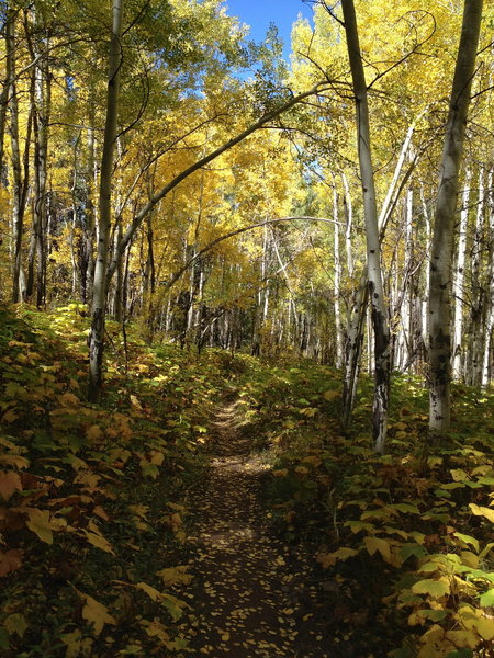 At this point, the trail alternates between nice singletrack (like this) and severely rutted and rocky terrain.