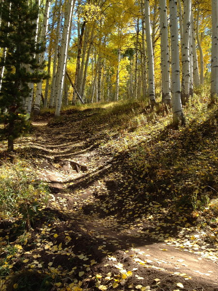 Fun in the aspens!