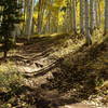 Fun in the aspens!