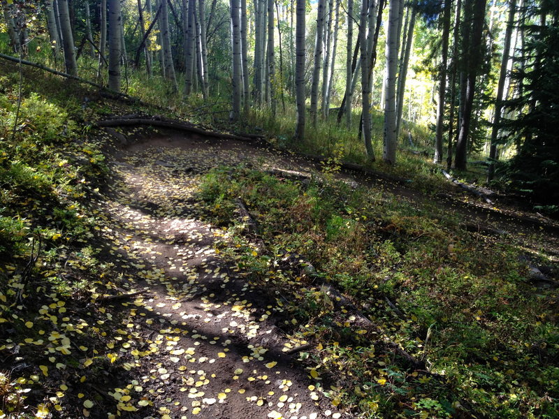 Love the aspen leaves on the trails in the fall