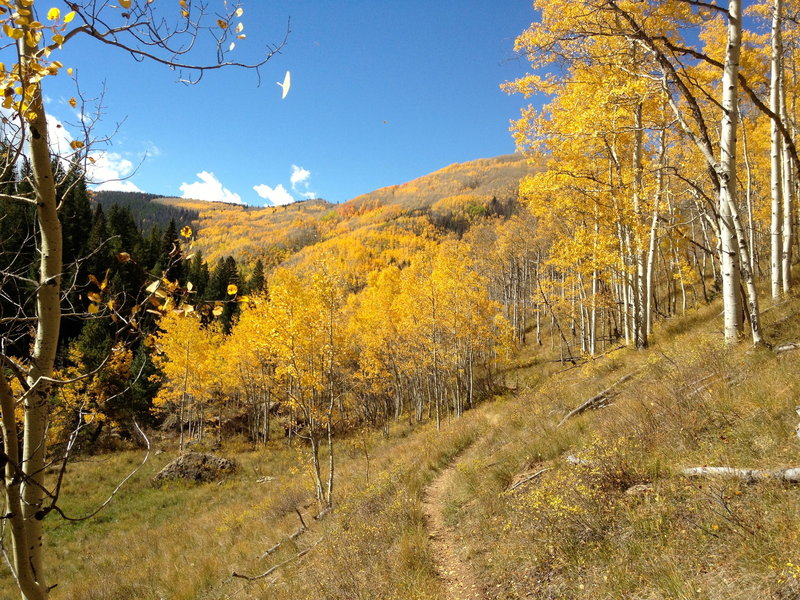 Welcome to Colorado singletrack!