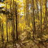 Amazing light in the aspens.