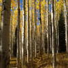 Towering aspens