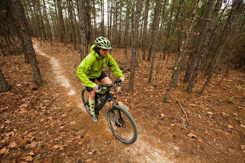 Pine forest on the backside of Baby Bear, one of the green loops on Coldwater Mountain