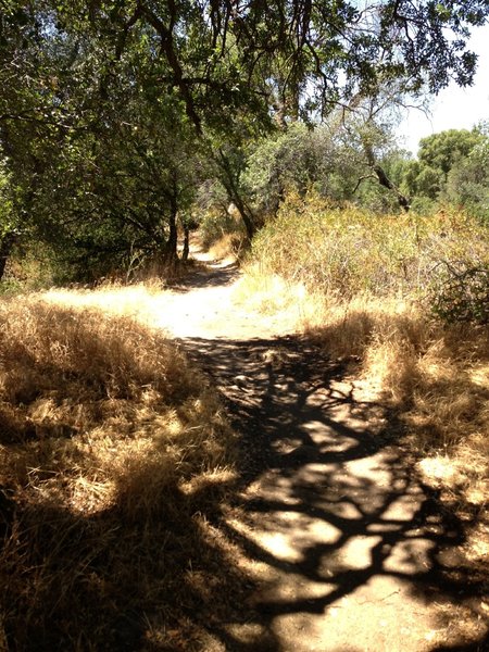 Singletrack leading to summit